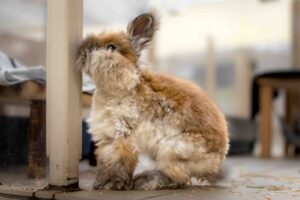 Foto von Cap und Capper