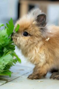 Foto von Cap und Capper