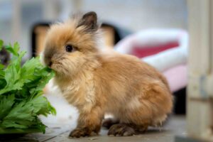 Foto von Cap und Capper