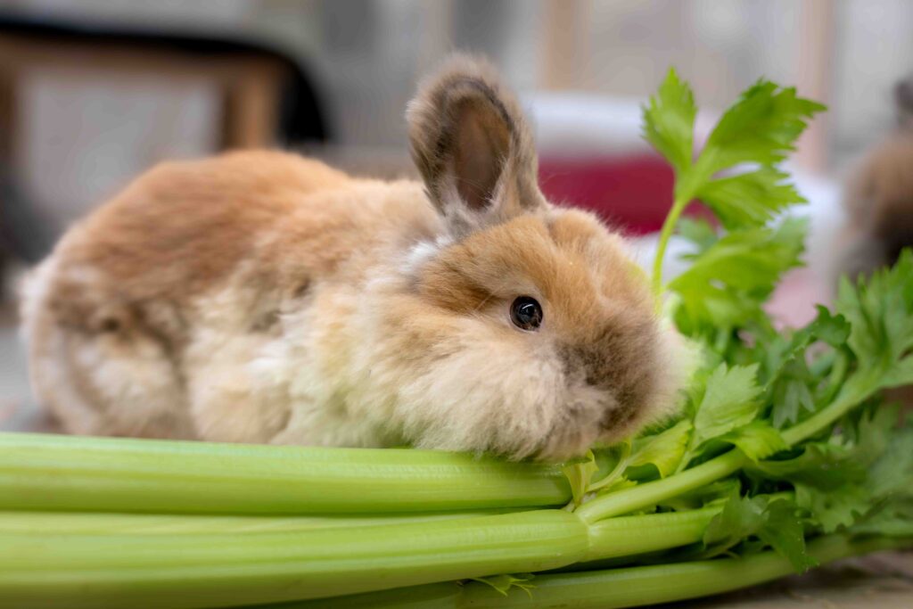 Foto von Cap und Capper