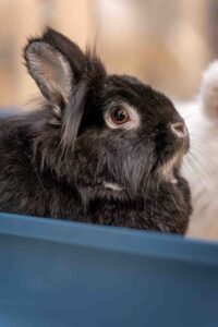 Foto von Flynn Rider und Wuschel