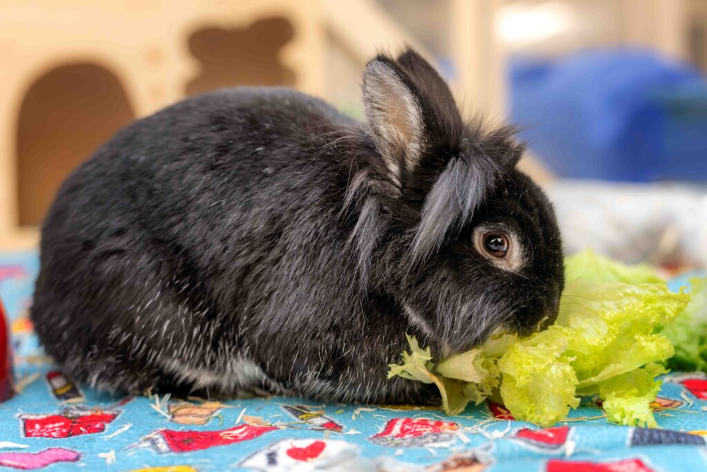 Foto von Flynn Rider und Wuschel