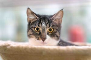 Foto von Homer und Horus