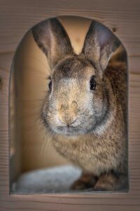 Foto von Blue und Horatio