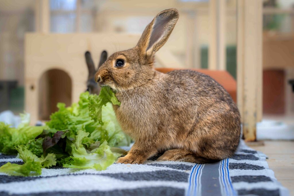 Foto von Blue und Horatio