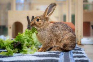 Foto von Blue und Horatio