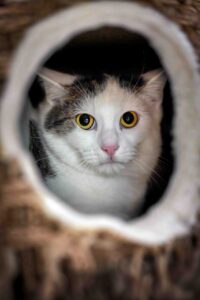 Foto von Homer und Horus