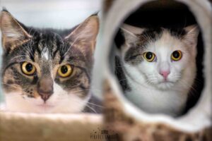 Foto von Homer und Horus