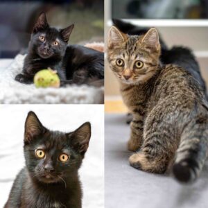 Foto von Balduin, Bagheera und Baley