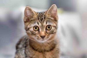 Foto von Balduin, Bagheera und Baley