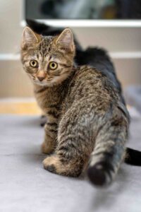 Foto von Balduin, Bagheera und Baley