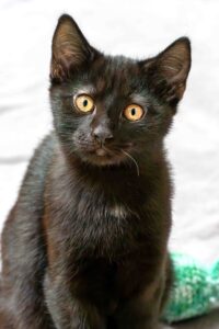 Foto von Balduin, Bagheera und Baley