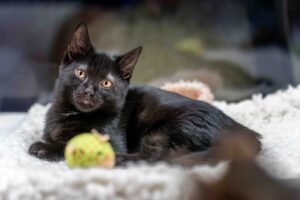 Foto von Balduin, Bagheera und Baley