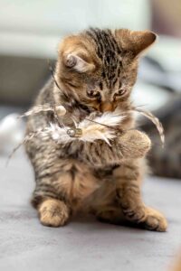 Foto von Balduin, Bagheera und Baley