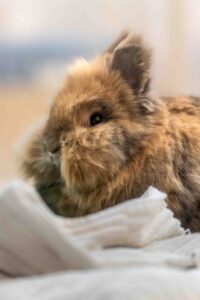 Foto von Jojo und Mario