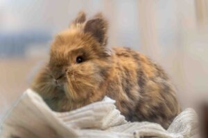 Foto von Jojo und Mario