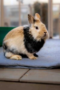 Foto von Jojo und Mario