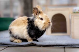 Foto von Jojo und Mario