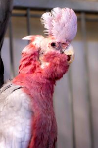 Foto von Nimui und Merlin