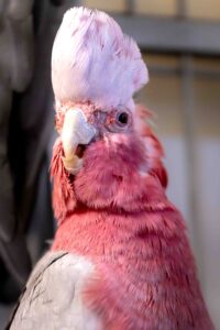 Foto von Nimui und Merlin