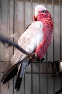 Foto von Nimui und Merlin