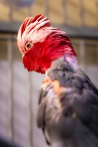 Foto von Nimui und Merlin