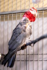 Foto von Nimui und Merlin