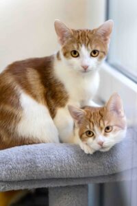 Foto von Peaches, Dory und Alice