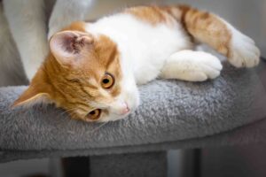 Foto von Peaches, Dory und Alice