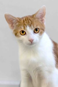 Foto von Peaches, Dory und Alice