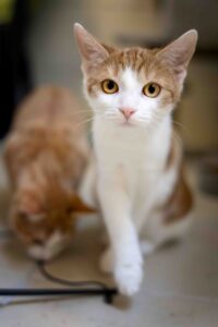 Foto von Peaches, Dory und Alice