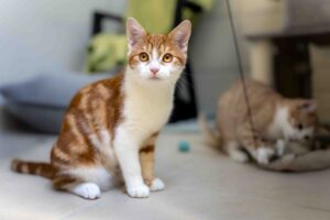 Foto von Peaches, Dory und Alice