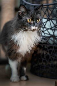 Foto von Roxy und Ruby