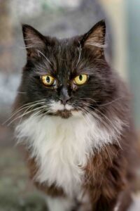 Foto von Roxy und Ruby