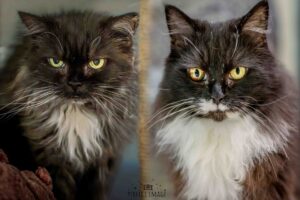 Foto von Roxy und Ruby