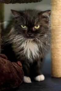 Foto von Roxy und Ruby