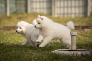 Foto von Samojedenwelpen