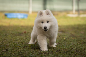 Foto von Samojedenwelpen