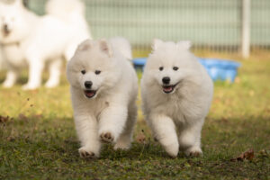 Foto von Samojedenwelpen