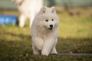 Foto von Samojedenwelpen