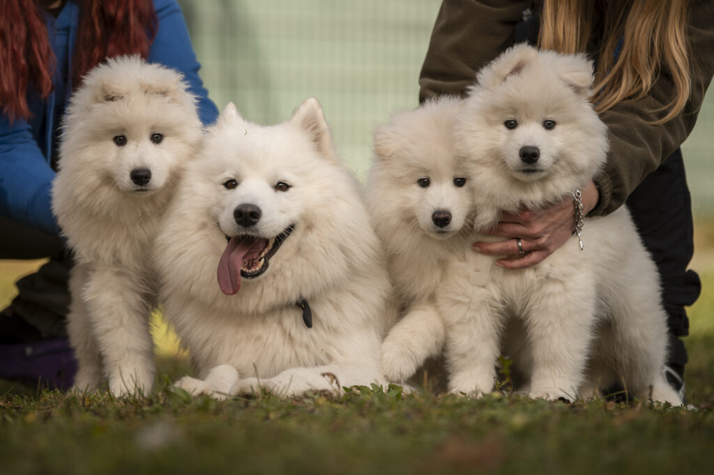 Foto von Samojedenwelpen
