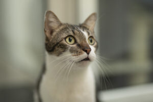 Foto von Filo und Charlie