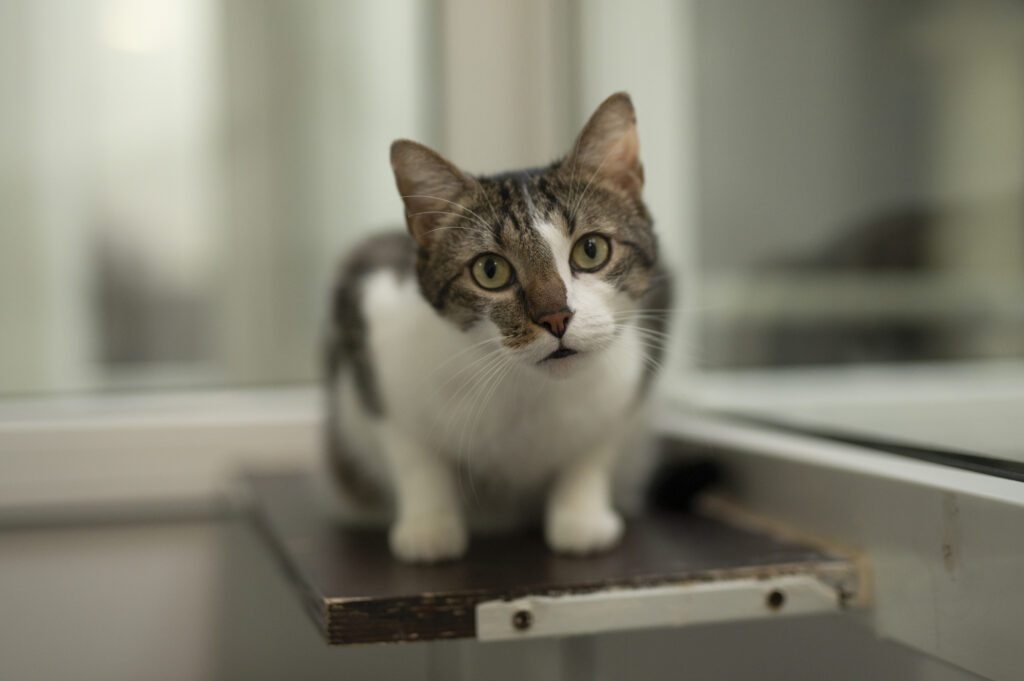 Foto von Filo und Charlie