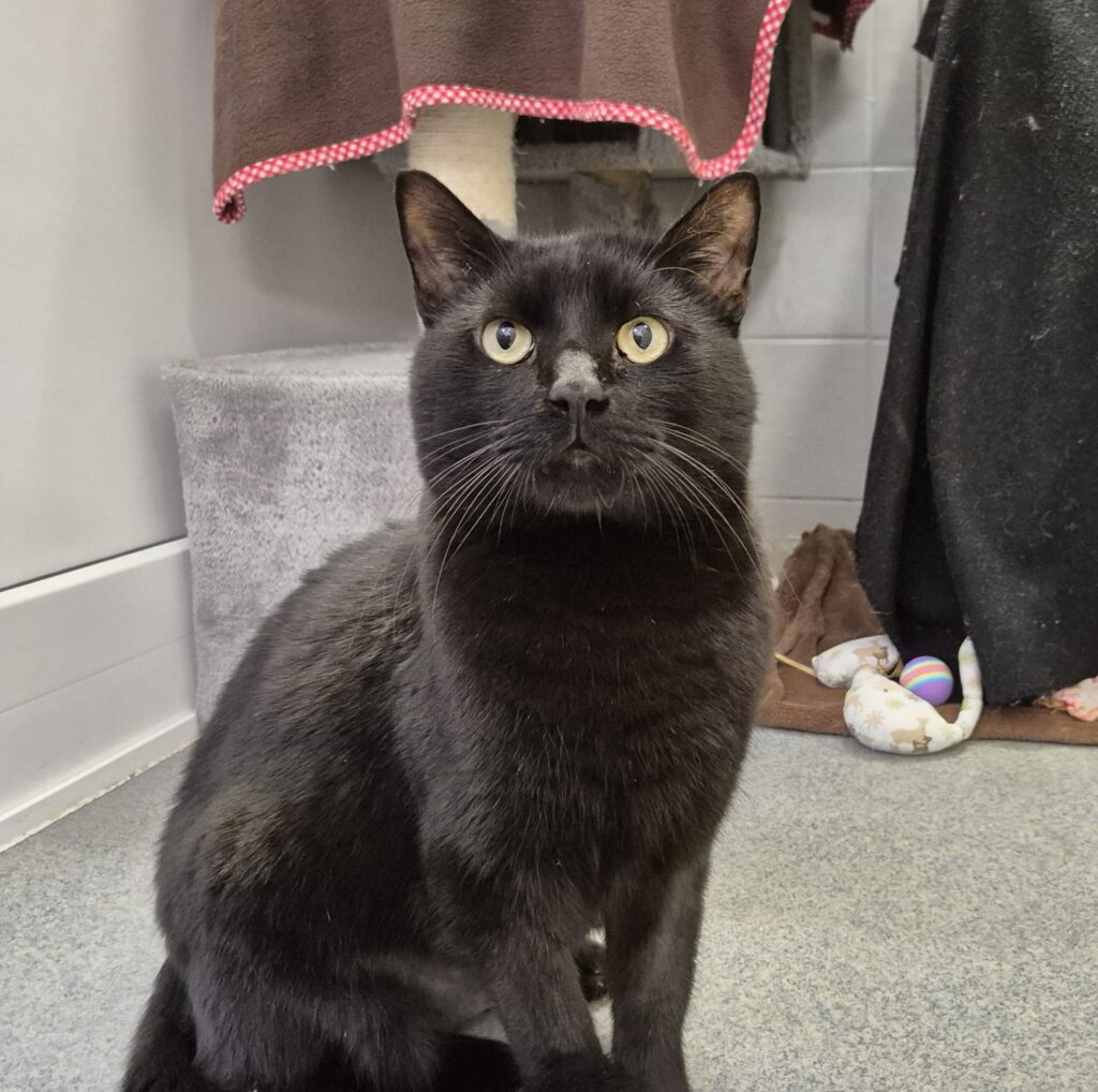 Foto von Charlie-Sumo