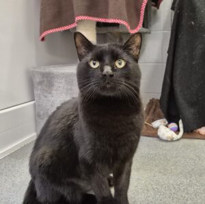 Foto von Charlie-Sumo