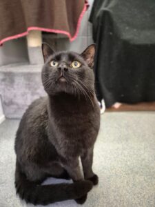 Foto von Charlie-Sumo