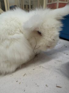 Foto von Flynn Rider und Wuschel