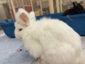 Foto von Flynn Rider und Wuschel