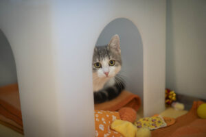 Foto von Narnia und Negra