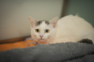 Foto von Narnia und Negra